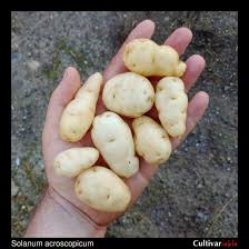 Image result for Solanum sp.no.2