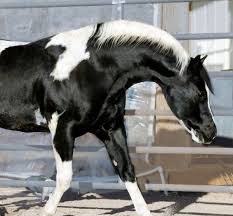 Black And White Paint Horses For Sale In Colorado Black And White Homozygous Tobiano Stallion Animals Beautiful American Paint Horse Pretty Horses