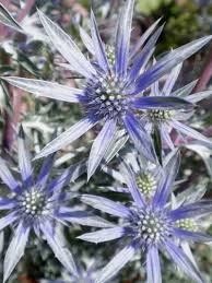 Image result for Aneilema zebrinum