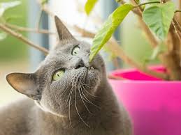 Diese pflanzen sind giftig für katzen. 10 Ungiftige Zimmerpflanzen Fur Katzen Hubsch 100 Ungefahrlich