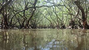 Mangrove ecosystems' struggle to remain | Croucher Foundation