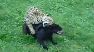 Sigue en vivo y en directo las mejores acciones del duelo correspondiente a la jornada 13 del guardianes 2021 de la liga mx. Wild Hunt Leopard Vs Puma Leopards Played With The Panthers Youtube