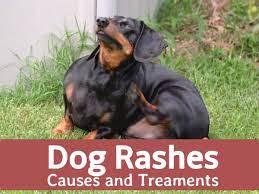 Dog Skin Rashes Symptoms Causes And Cures Pethelpful