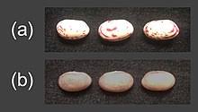 You're most likely to find cranberry (seen here, also known as borlotti) or cannellini. Cranberry Bean Wikipedia