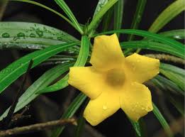 Image result for Cascabela