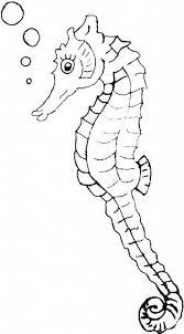 Bellissimo Cavalluccio Marino Disegno Da Colorare Categoria Mare Disegni Da Colorare Disegni Cavalluccio Marino