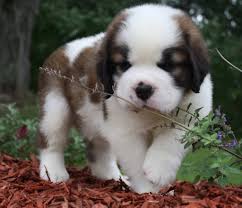 Pippa As A Puppy Dogs And Puppies Dog Pictures Dogs