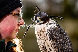 39910126-Staff at the National Centre for Birds of Prey (NCBP) Duncombe  Park, Helmsley near York, were carrying out their 'Winter Bird Health'  checks. Pictured (NCBP) Bird Staff members Codie Jagger,