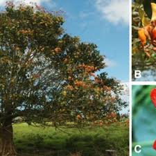 Image result for Erythrina fusca