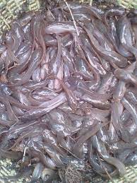 Selepas di grade ikan akan dikumpulkan di pusat pengumpulan untuk dipasarkan. Pembekal Benih Ikan Pembekal Benih Ikan