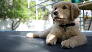 Find the best responsible breeders near you. Rescue Trampoline Stock Video Footage 4k And Hd Video Clips Shutterstock