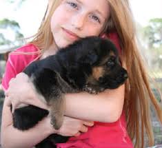 German Shepherd Puppies for Sale in Florida