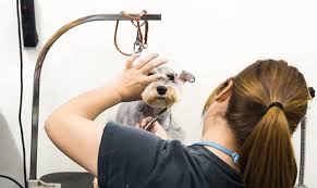 How often should you take a dog to a groomer? Starting A New Career I Easy Steps On Becoming A Dog Groomer