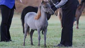 Nombres Para Caballos 2020 Imponentes Y Originales