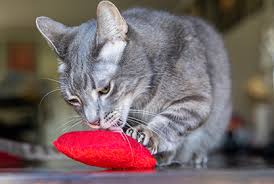 Cat Insurance Kitten Insurance Healthy Paws Pet Insurance