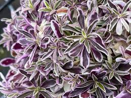 Image result for Arabis