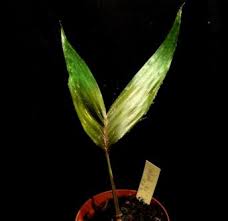 Image result for Pseudobromus engleri