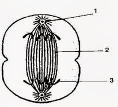 Questions and answers on labeled/unlebled diagrams of a human cell. The Diagram Below Shows The Human Circulatory System Answer The Following Questions I Name The Blood Vessels 1 3 6 And 7 Ii Name The Blood Vessel Supplying Blood To The Walls