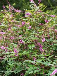 Image result for Indigofera lydenburgensis