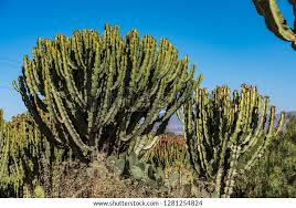 Image result for Euphorbia candelabrum