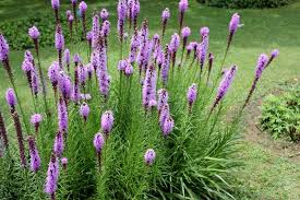 Check spelling or type a new query. Dense Blazing Star Prairie Gay Feather Liatris Spicata Stock Photo Image Of Flowers Blazing 116229206