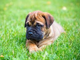 7 Things You Didn't Know About The Bullmastiff – American Kennel Club
