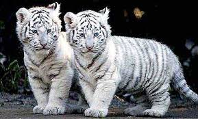 An ambitious indian driver uses his wit and cunning to escape from poverty and rise to the top. Two White Tiger Cubs In Lahore Zoo Died Likely Of Covid 19 Infection Reports English Lokmat Com