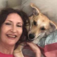 What Many People STILL Misunderstand About Modern Dog Training: “Positive”  Does NOT Mean Permissive or Lacking Boundaries When novices or "balanced  trainers" hear "positive reinforcement," some may picture treats flying  everywhere, unruly