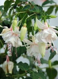 Risultati immagini per Naturaleza perfecta. Fuchsia.