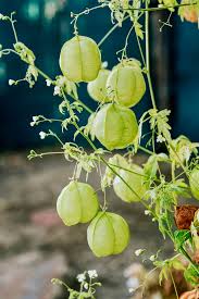 Image result for Cardiospermum