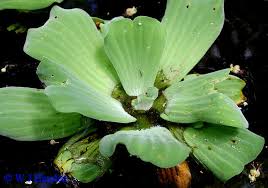 Image result for Pistia