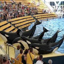 Resultado de imagen de imagenes de loro parque