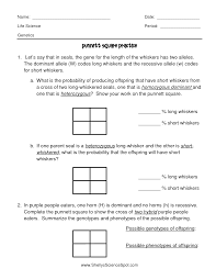 Punnett Square Practice Worksheet Answers Punnett Squares Practices Worksheets Punnett Square Activity