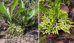 Image result for Pygmaeothamnus zeyheri