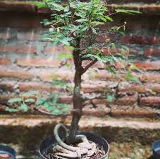 This video contains tips and tricks for making and caring for java asem bonsai (tamarindus indica) after basic. Bonsai Asem Photos Facebook