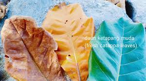 Jadi usahakan untuk tetap menggunakan daun ketapang pada saat mengganti air yang baru untuk ikan cupang sobat, dan pastikan juga daun ketapang tersebut adalah. Catappa Tree Pokok Ketapang Youtube