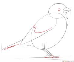 Sparrow Bird Drawing For Kids With Colour How To Draw A House Sparrow Step By Step Drawing Tutorials Drawing Tutorial Bird Drawings Sparrow Drawing