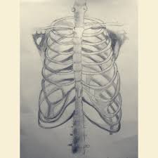 *completed*if you'd like to win a free membership to the premium. Rib Cage Drawing By Xxsherbetxx On Deviantart