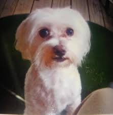 Is anyone missing a lost dog in Tiny Town?