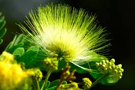 Image result for Albizia lebbeck