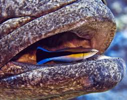 On the reef, observe cleaner wrasses carefully for a cleaning. 5 Cleaner Wrasse Myths Reef Builders The Reef And Saltwater Aquarium Blog