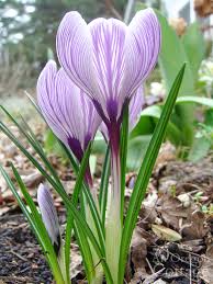 I'm trina paulus, the author/illustrator of hope for the flowers. All About Spring Crocus The Flower Of February An Oregon Cottage