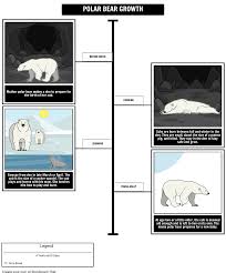 What does a baby polar bear look like? Development Of A Polar Bear Timeline Activity
