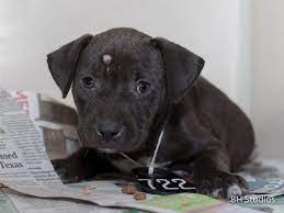 Animal Shelter Adopt A Pet Dogs Cats Puppies Kittens Humane Society Spca Lost Found Animal Shelter Humane Society Adoption