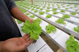 We did not find results for: Begini Cara Mengembangkan Dan Merawat Tanaman Hidroponik