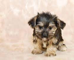 Only their personality is large and trust us, that'll do! 7 Things You Need To Know About The Morkie Maltese Yorkie Mix Animalso
