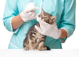 The growths called rectal polyps occur infrequently in cats. Feline Ear Care