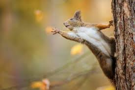 Are Squirrels Rodents Western Exterminator Pest Control Services Blog And Pest Control Articles