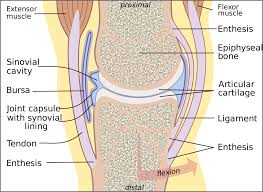 Cand artroza nu este avansata, poate fi aplicat tratamentul conservator urmat de activitate fizica (fara impact sau miscari bruste), exercitii de intindere, programe de reabilitare, controlul greutatii, terapie medicamentoasa (medicamente. Tratament Naturist Artroza Gonartroza Coxartroza Arthrovital Forte Caps Magzi Ro CapsulÄ Pentru Tratamentul Artrozei