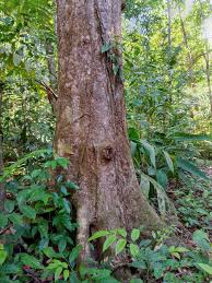 Image result for Symphonia globulifera